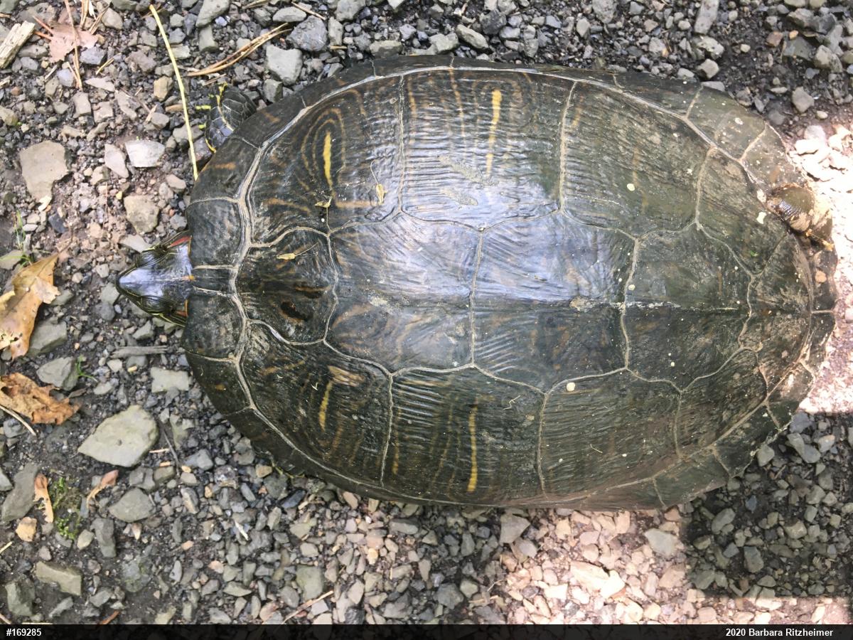 Red-eared Slider