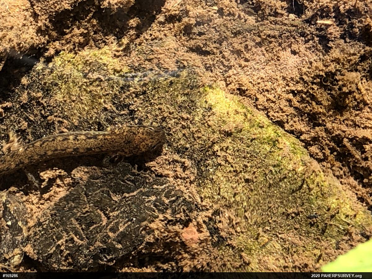 Northern Two-lined Salamander