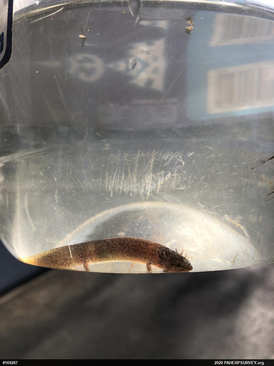 Northern Red Salamander