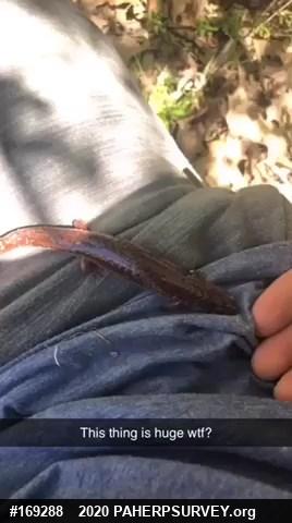 Northern Red Salamander