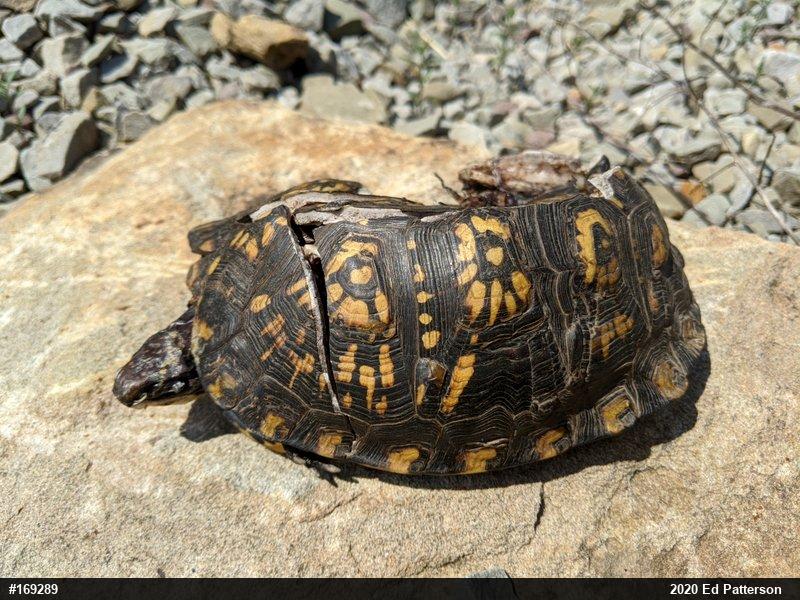 Eastern Box Turtle