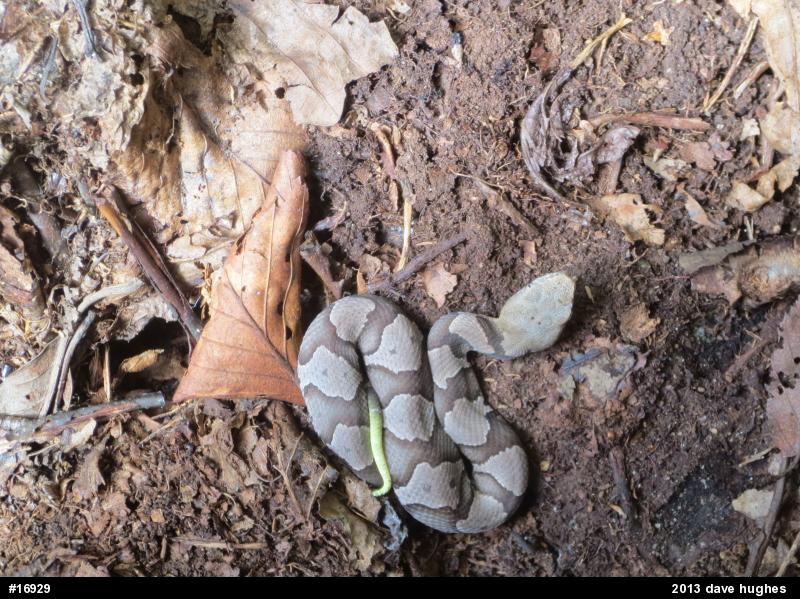 Northern Copperhead