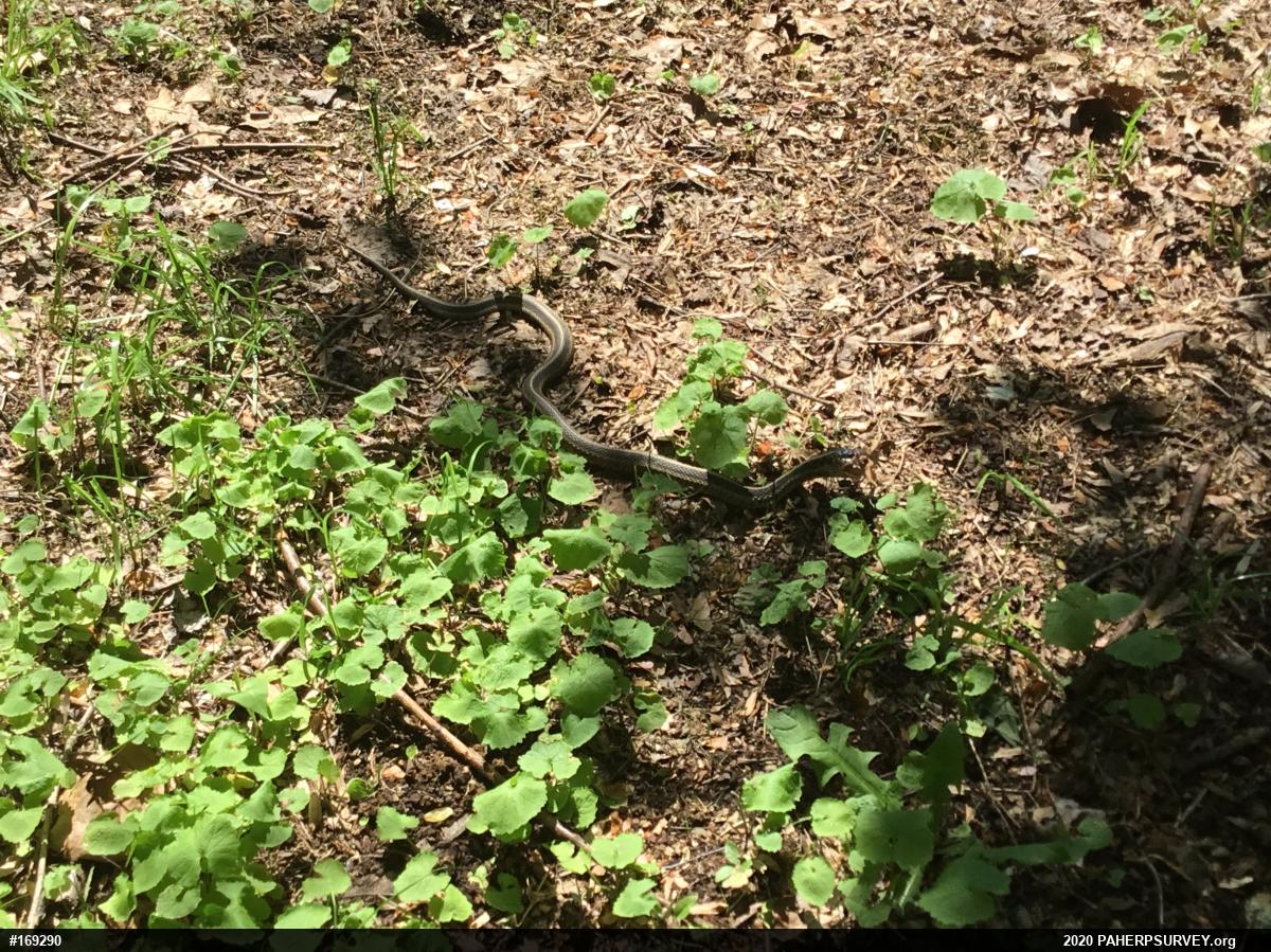 Eastern Gartersnake