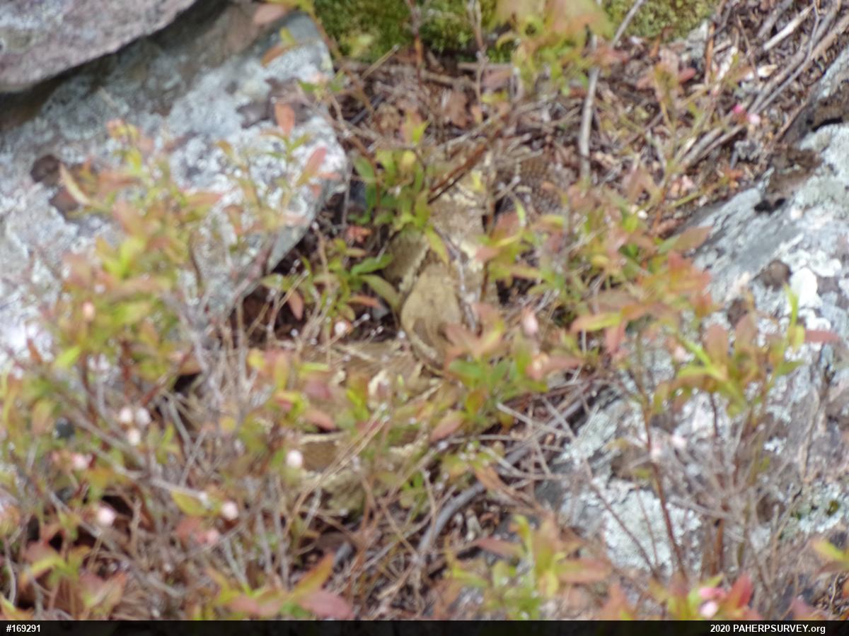 Timber Rattlesnake