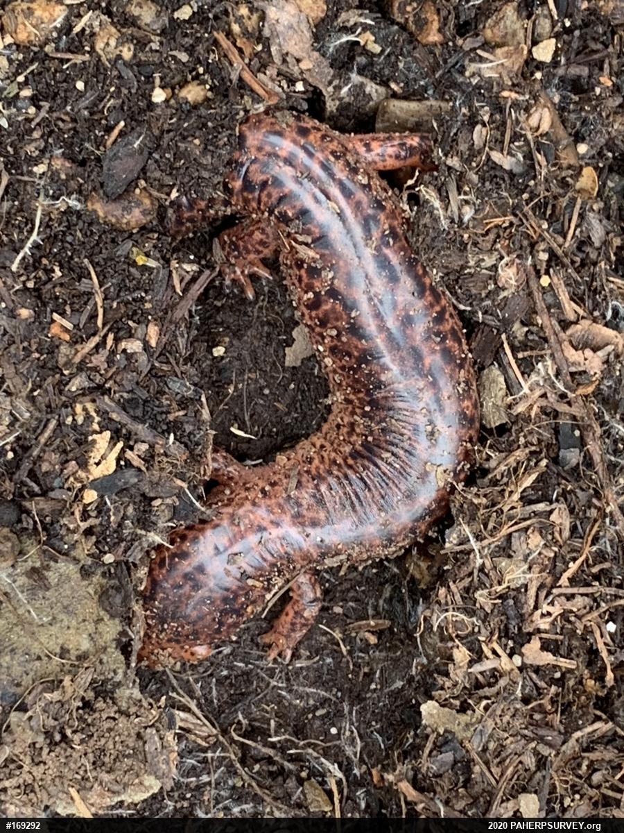 Northern Red Salamander