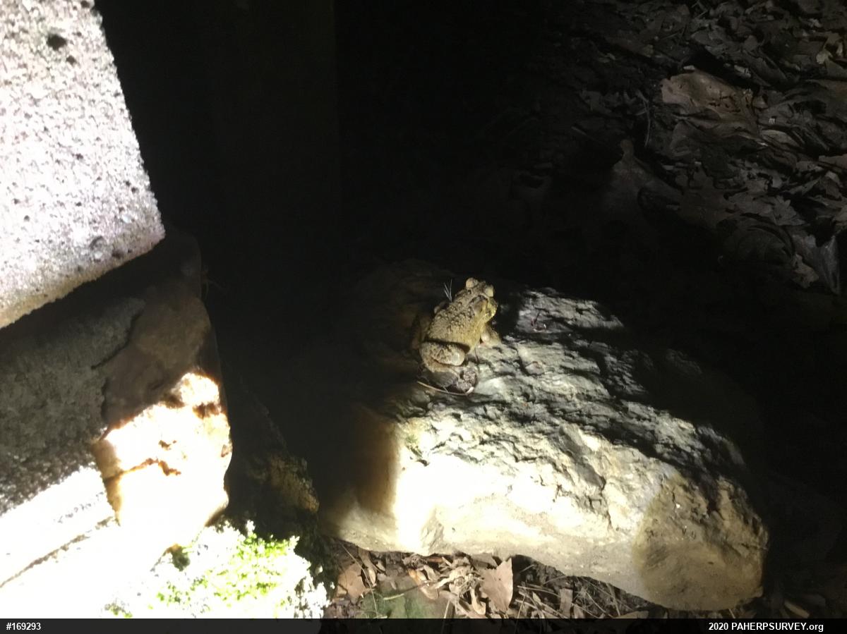 Eastern American Toad