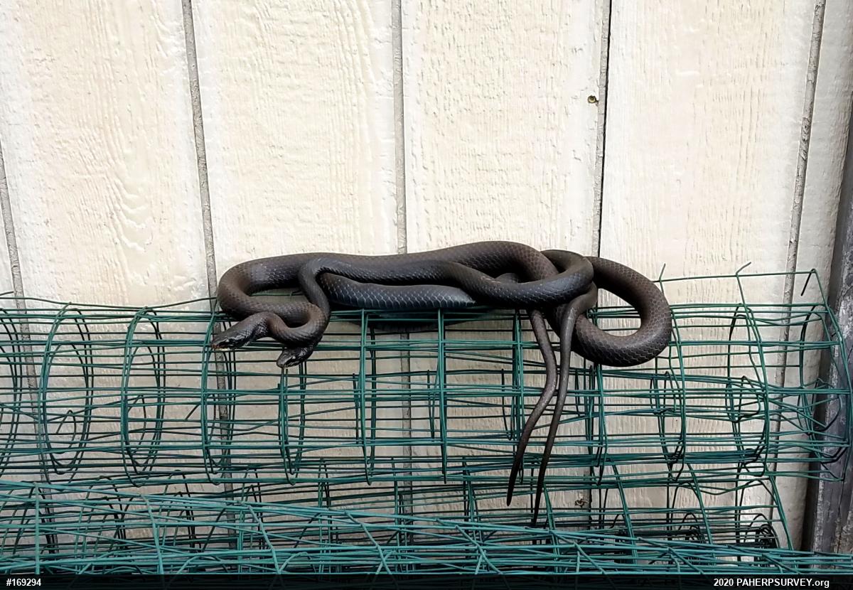 Northern Black Racer