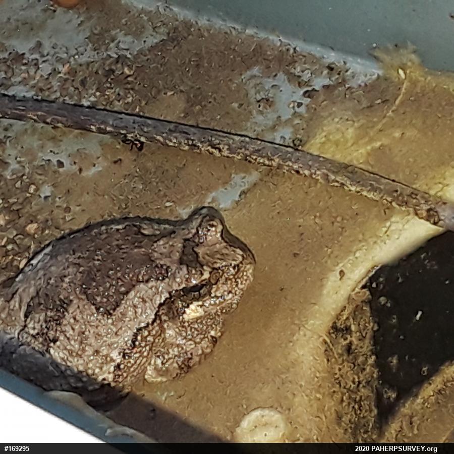 Unknown Gray Treefrog