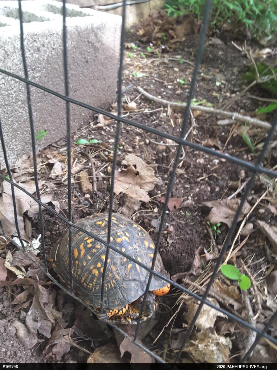 Eastern Box Turtle