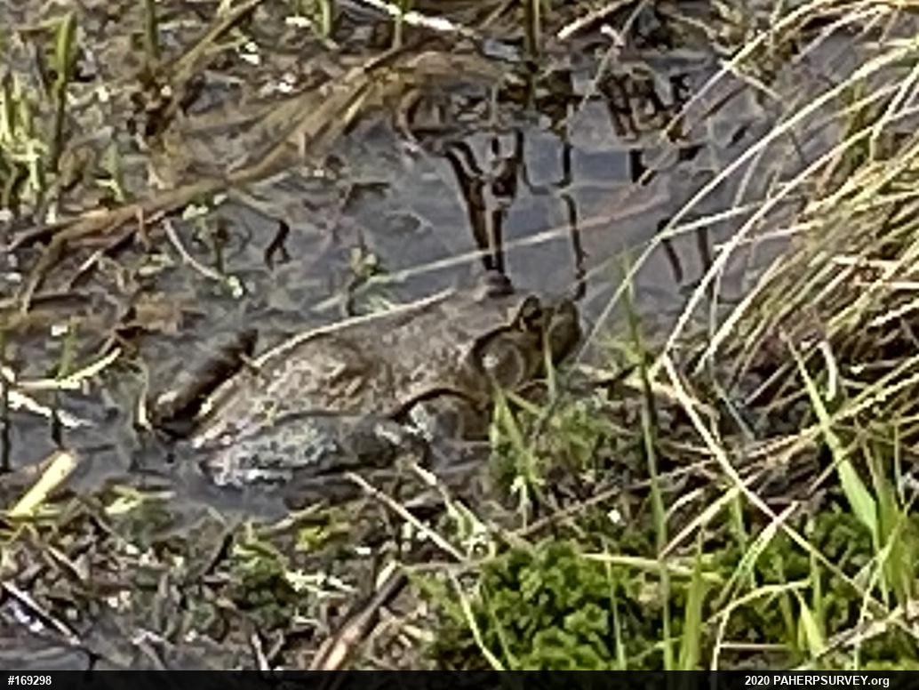 American Bullfrog