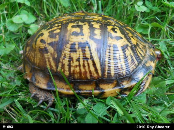 Eastern Box Turtle