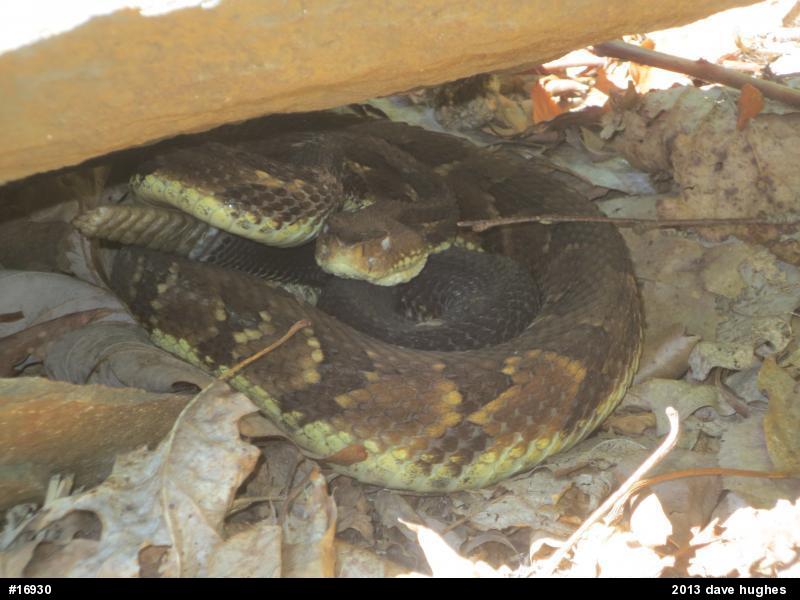 Timber Rattlesnake