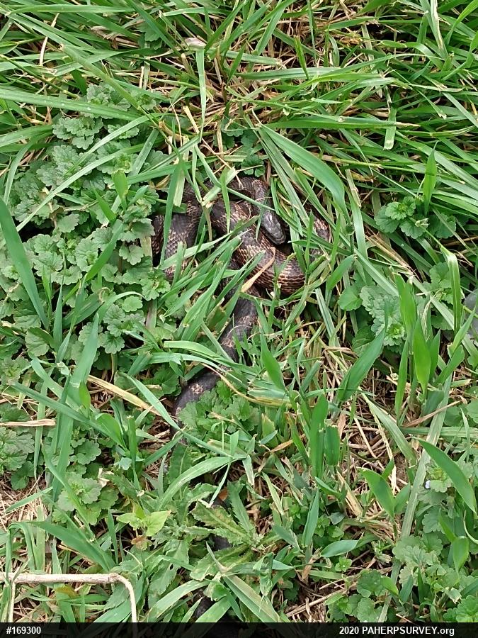 Eastern Ratsnake