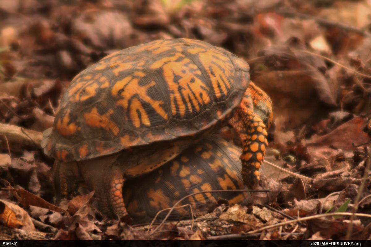 Eastern Box Turtle