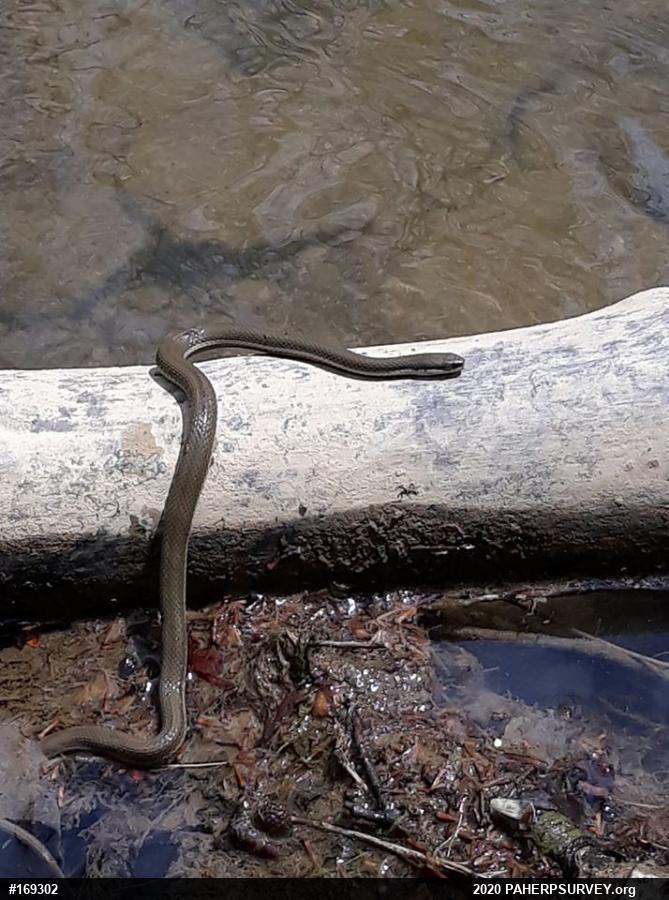 Queensnake