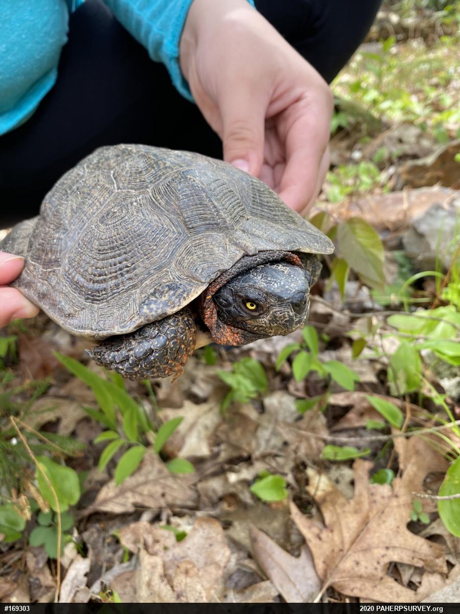 Wood Turtle