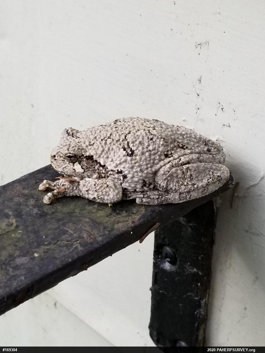 Unknown Gray Treefrog