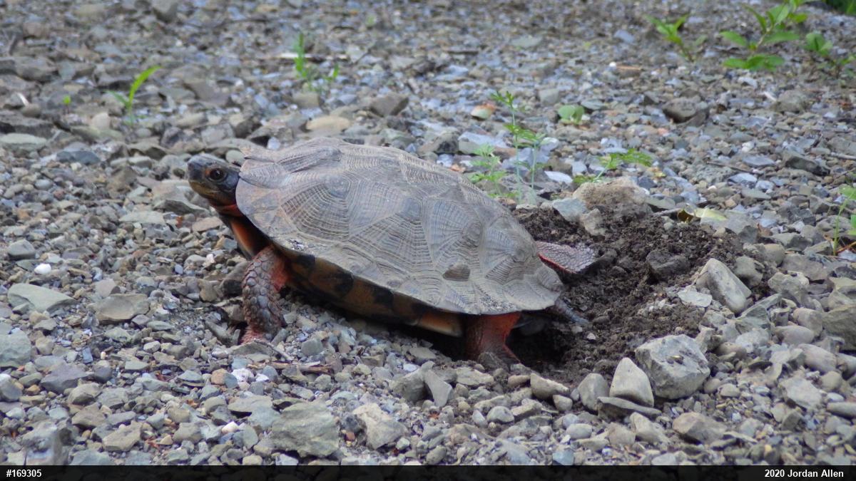Wood Turtle