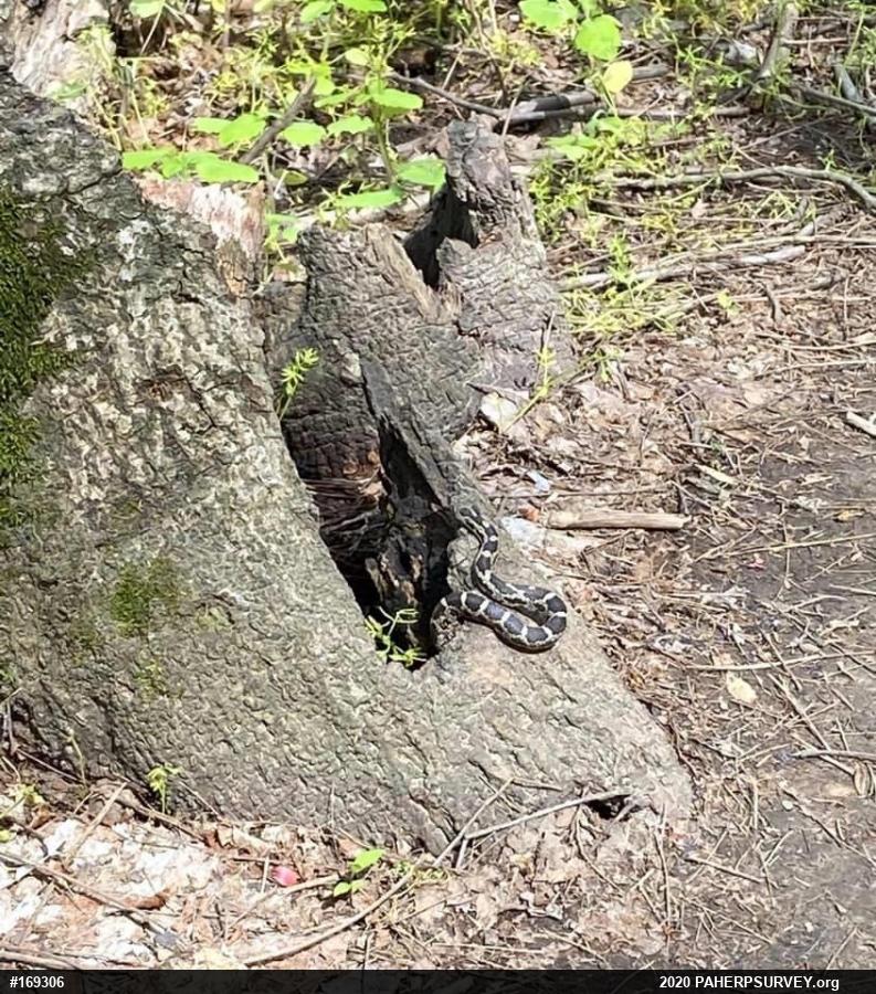 Eastern Ratsnake
