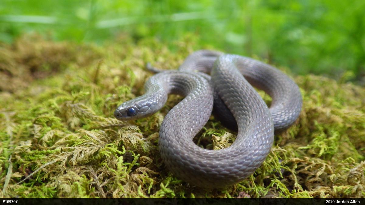 Mountain Earthsnake
