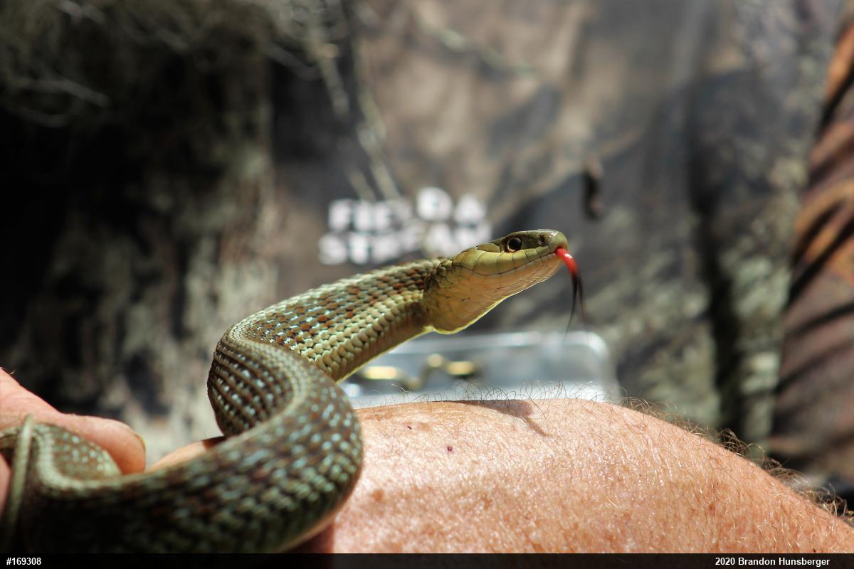 Eastern Gartersnake