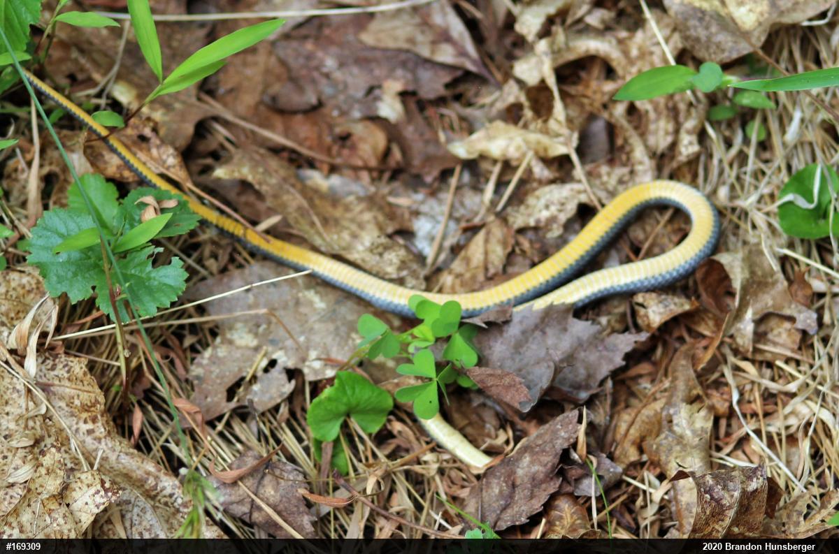 Northern Ring-necked Snake