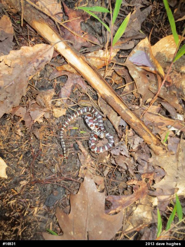Eastern Milksnake