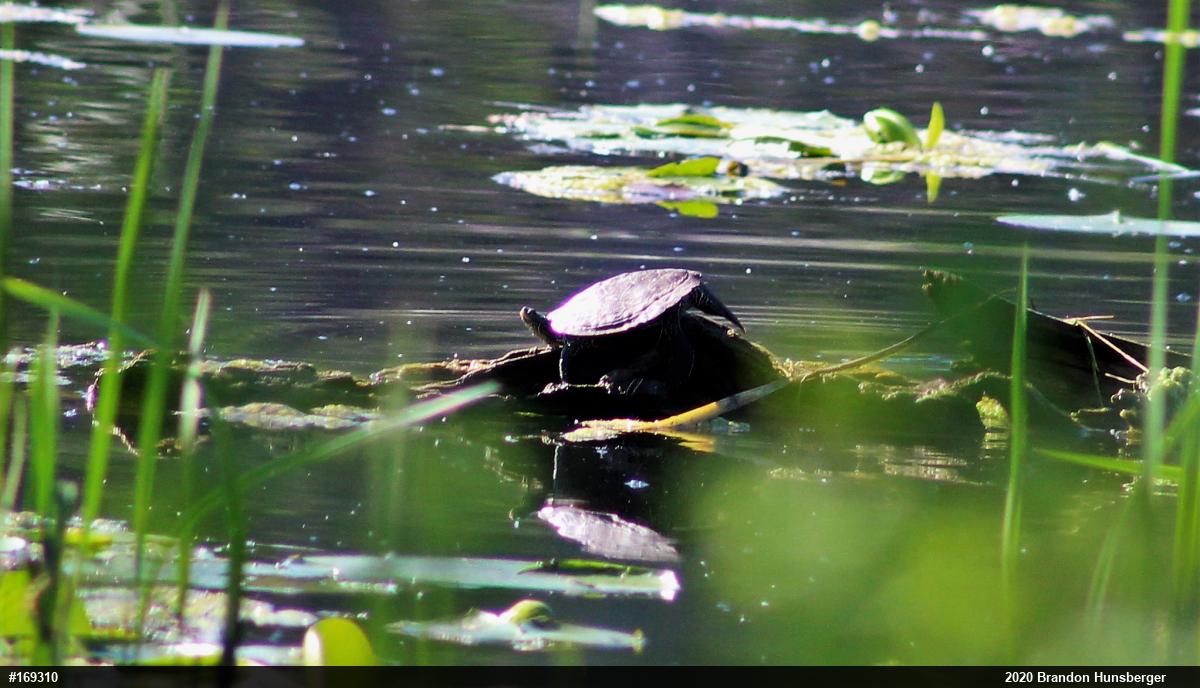 Northern Map Turtle