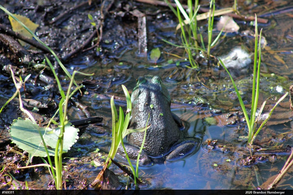American Bullfrog