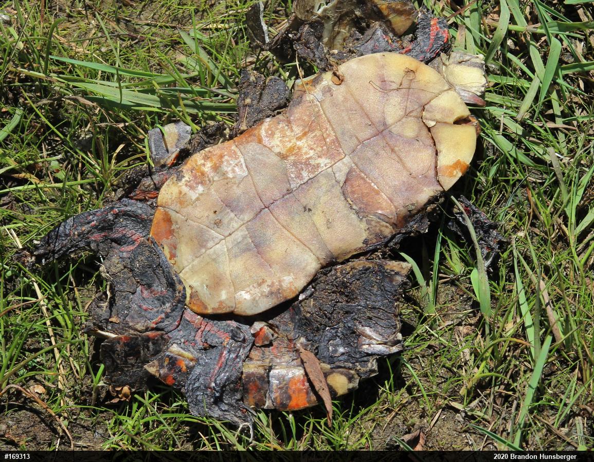 Painted Turtle