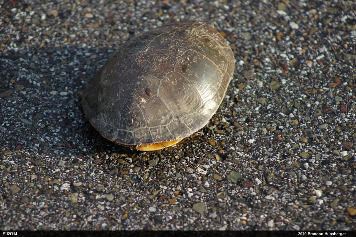 Midland Painted Turtle