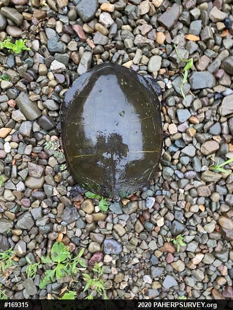 Midland Painted Turtle