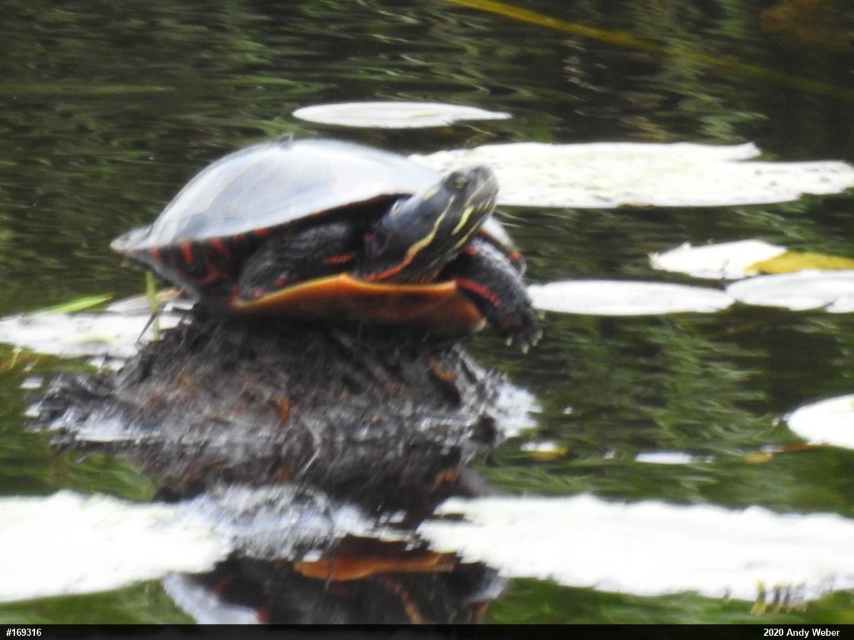 Painted Turtle