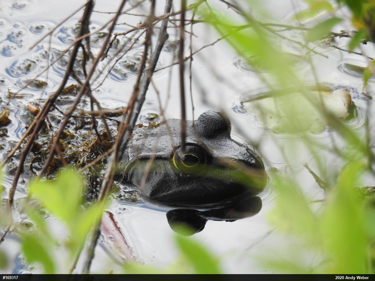 American Bullfrog