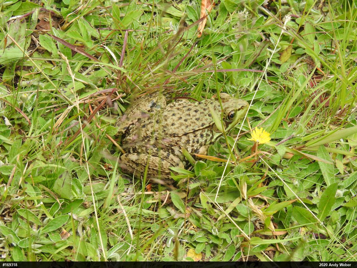 Green Frog