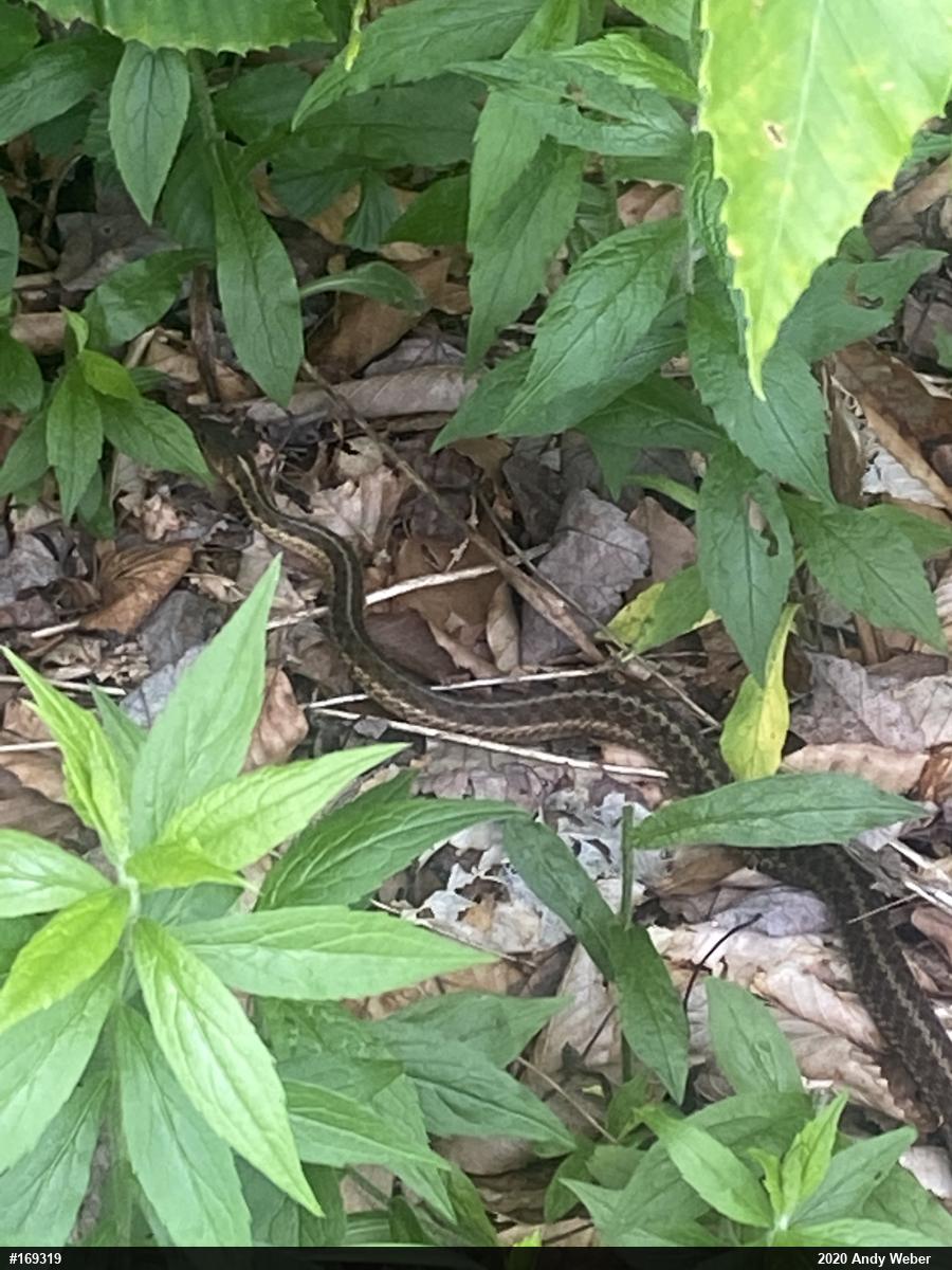 Eastern Gartersnake