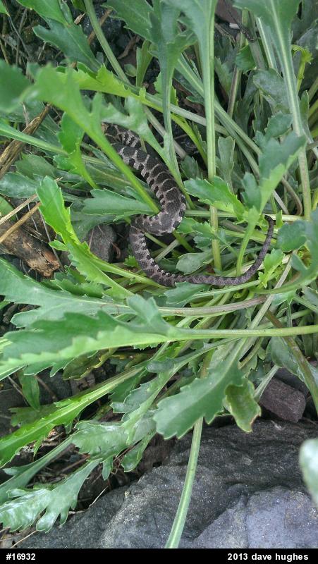 Northern Watersnake