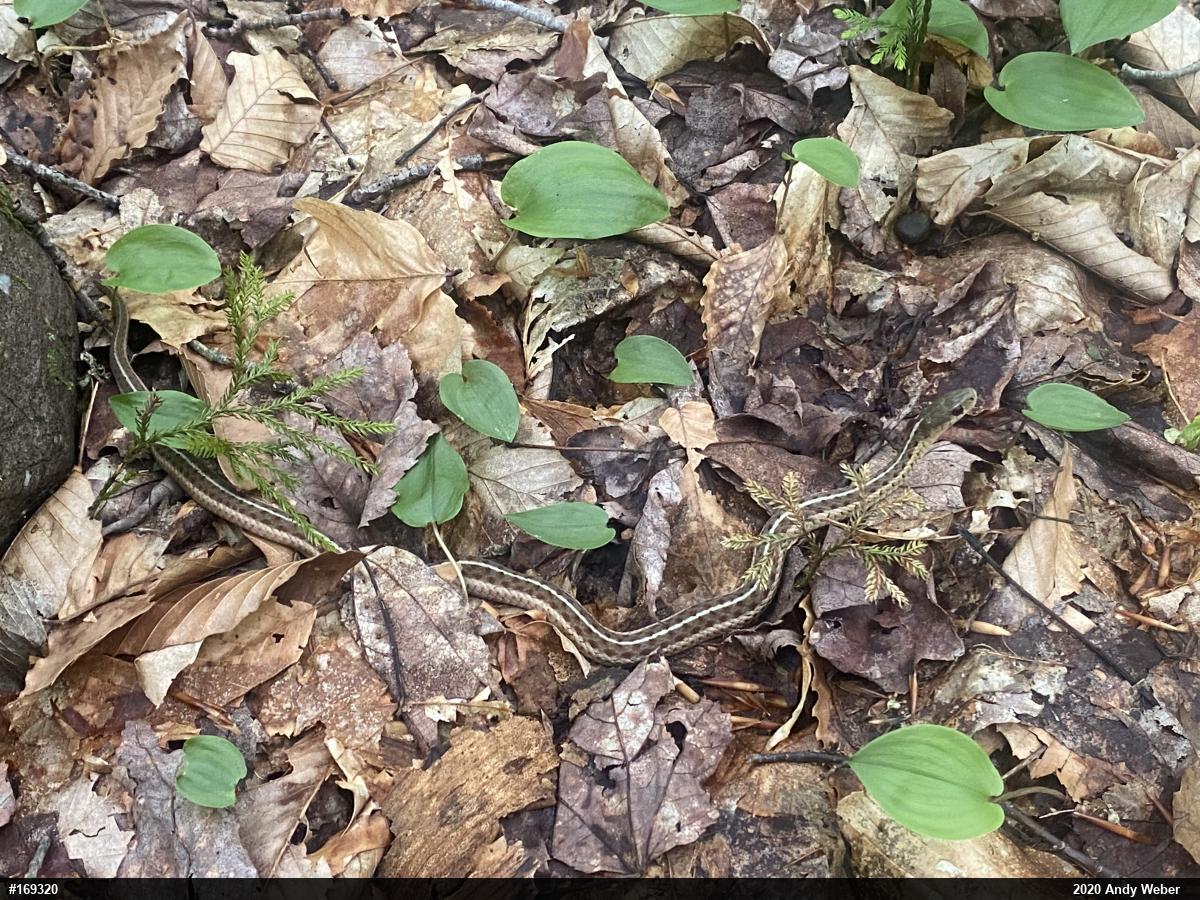 Eastern Gartersnake