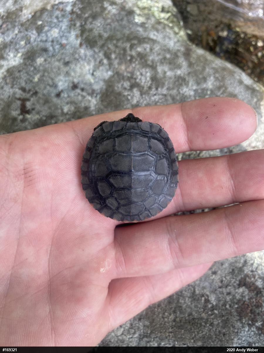 Painted Turtle