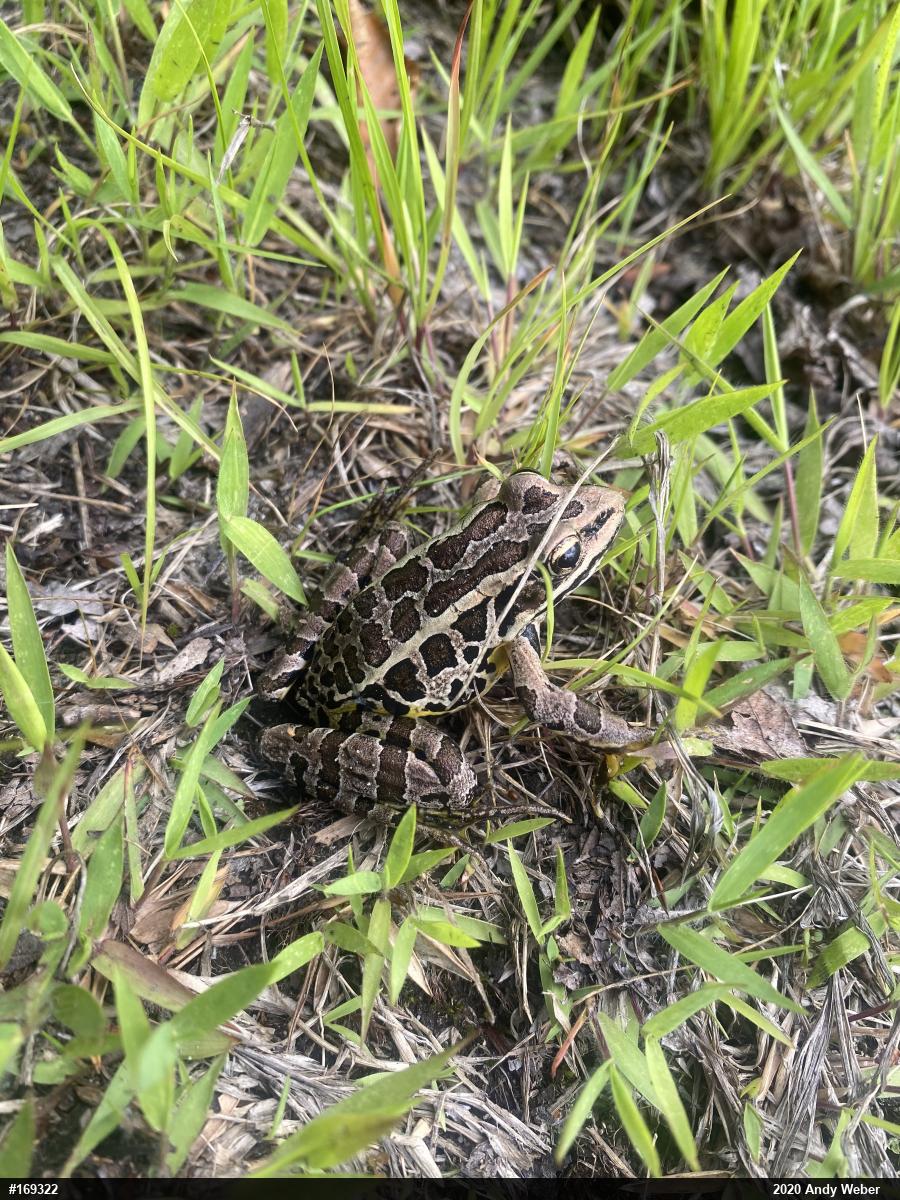 Pickerel Frog