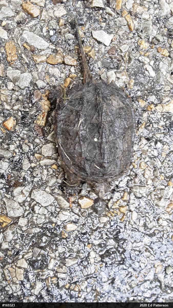 Snapping Turtle