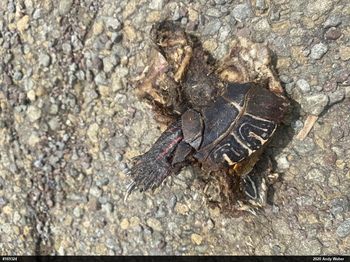 Painted Turtle