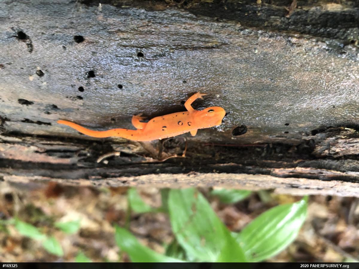 Red-spotted Newt