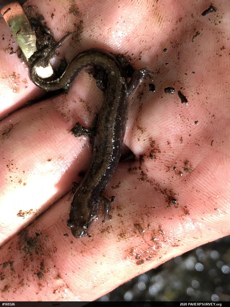 Allegheny Mountain Dusky Salamander