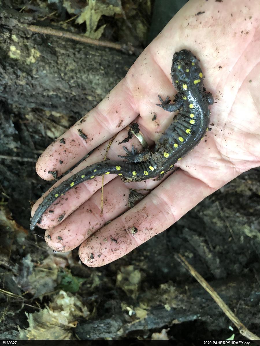 Spotted Salamander