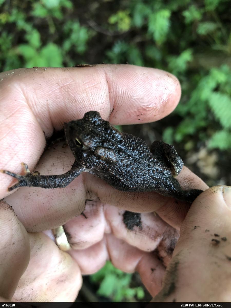 Eastern American Toad