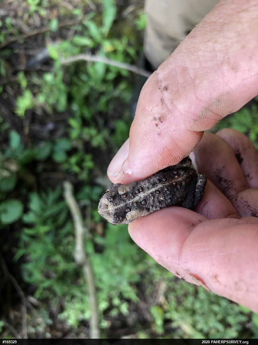 Eastern American Toad
