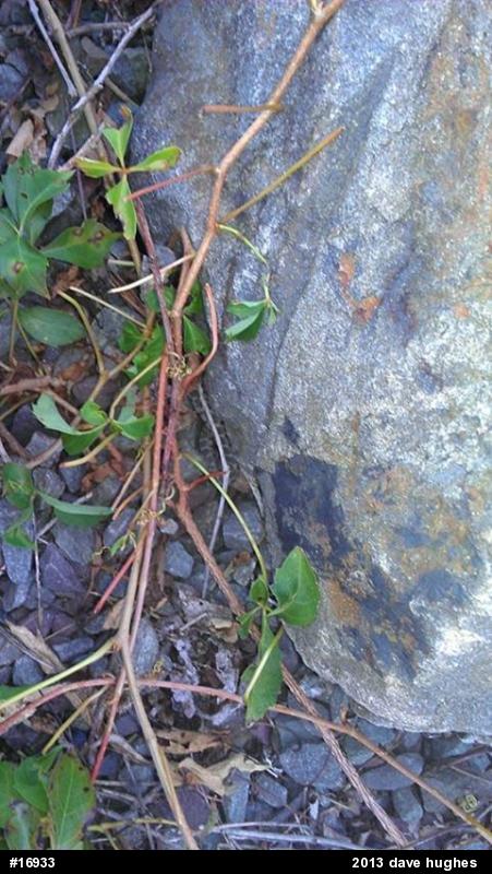 Northern Watersnake