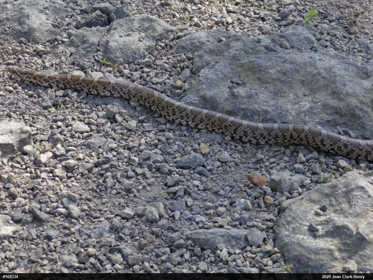Eastern Milksnake
