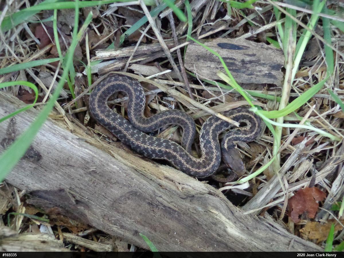Eastern Gartersnake